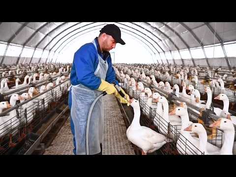 How Foie Gras Is Mass Produced for Luxury Markets | Inside Gourmet Duck Liver Factories