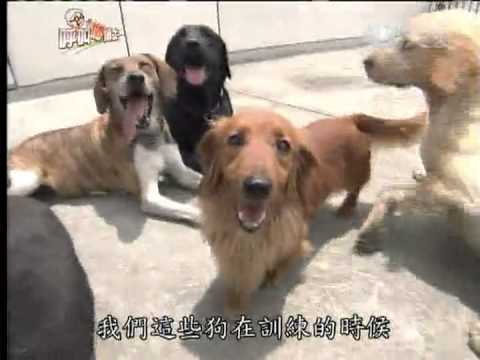 20120518《呼叫妙博士》搜救犬訓練 - YouTube