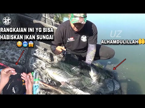 Gak pakai lama..! Mancing pakai rangkaian seperti ini  bisa panen puluhan kilo