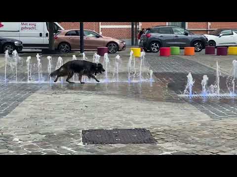 Cute dog playing in the water fountain 😍❤️🐕