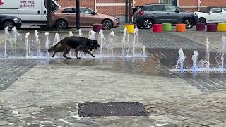 Cute dog playing in the water fountain 😍❤️🐕
