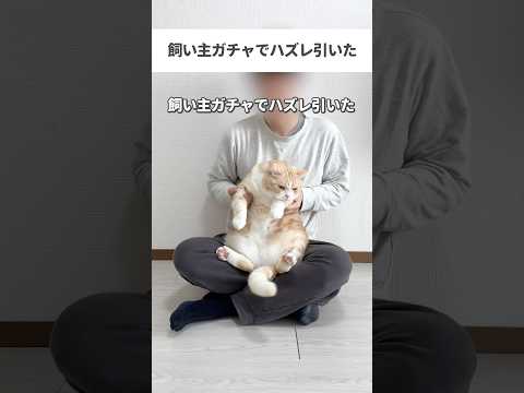 飼い主ガチャでハズレ引いた猫たち #猫 #cat #猫動画 #猫好きさんと繋がりたい #替え歌