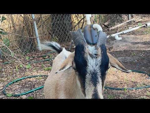 Goat Report Live 5/6/2021
