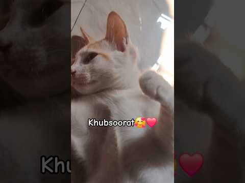 I am khubsoorat🥰❤️ || #cat #dharatisolanki#comedymovies#food#dharatisolanki#fruitcultivation#cooking