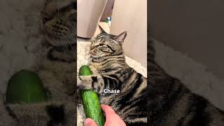 Didn’t expect this to happen! 😅 #cat #funny #youtubeshorts #explore