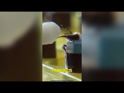 Training Bees To Detect Explosives #shorts #somethingcurious