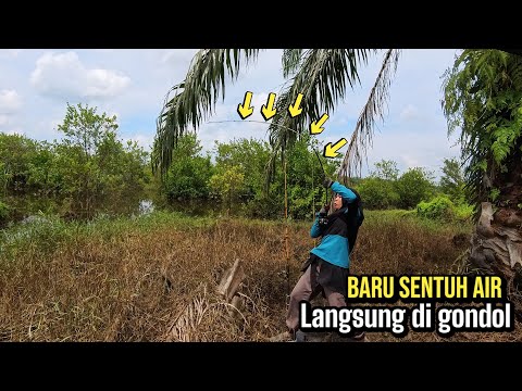 NGGA ADA OBAT!! STIKRE ikan BESAR BERKALI KALI WANITA INI SAMPAI KEWALAHAN,MANCING TOMAN UMPAN T-rex