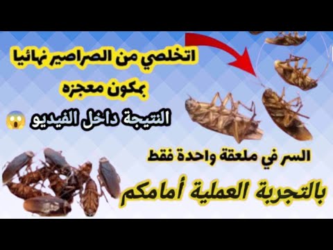 بالتجربة العملية أمامكم😱مكون سحري من بيتك للتخلص من الصراصير والنمل وحشرات الصيف نهائيا🩷