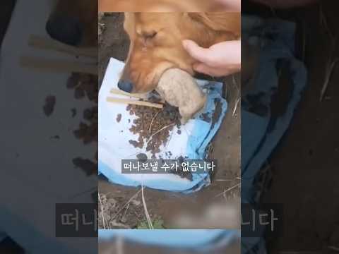 차마 새끼를 떠나보낼 수 없는 어미 리트리버 🐕 #shorts #골댕이 #골든리트리버 #강아지 #pets #cutedog #goldenretriever