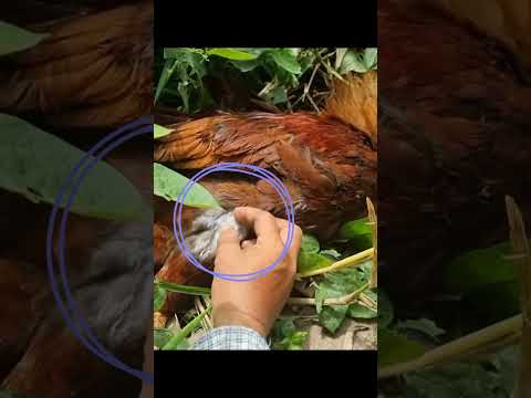 Bắt Hung Thủ Cắn Chết Con Gà Cồ Gần Ba Ký