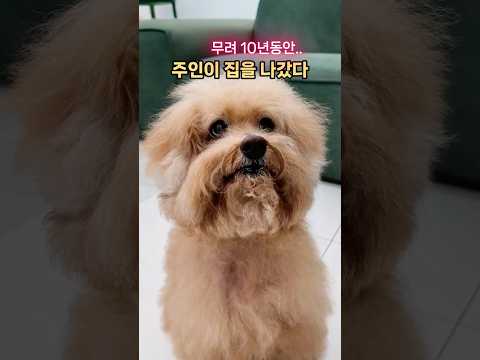 10년이나 집을 비운 주인과 그를 기다린 개..