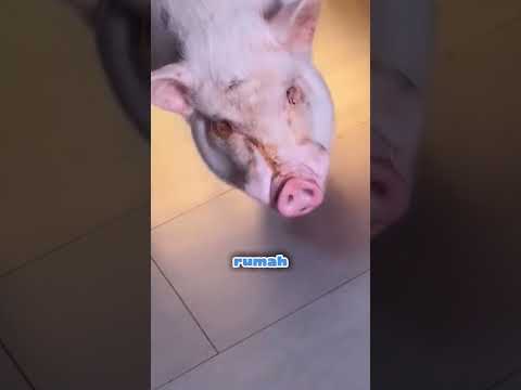 babi ini berjuang mencari pemiliknya ๐ญ๐ #shorts