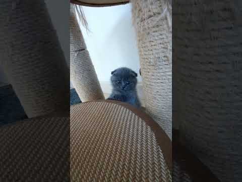 imut banget#shorts #videolucuviral2022 #kucing #cutecats