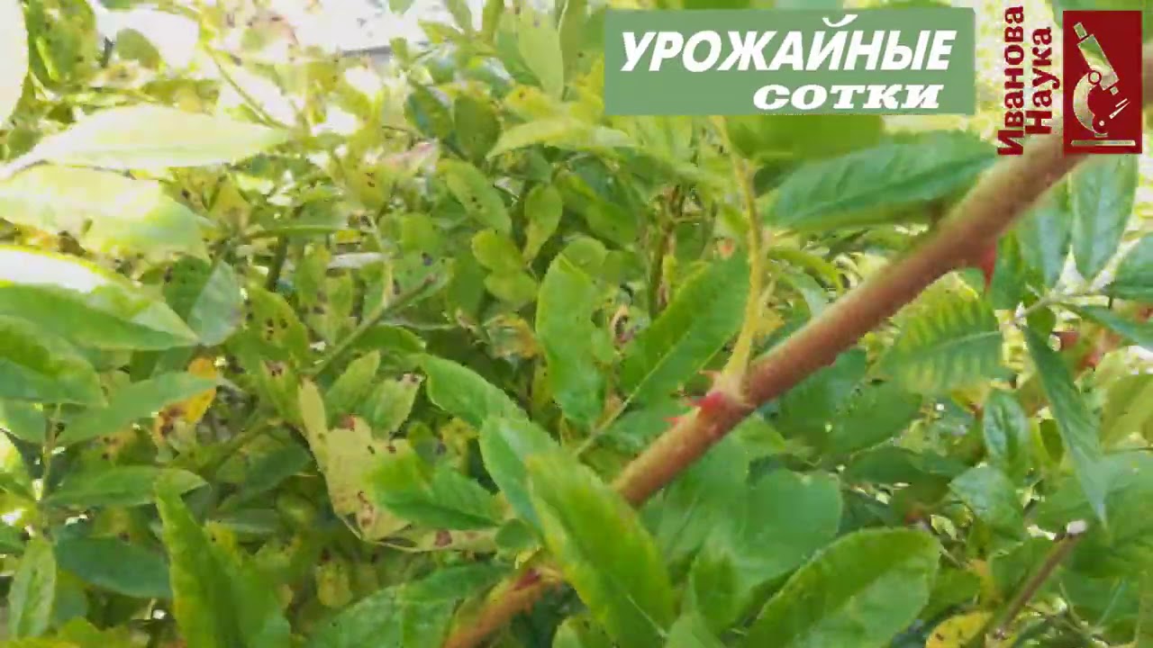 Только так жировые и молодые побеги роз сохранятся зимой