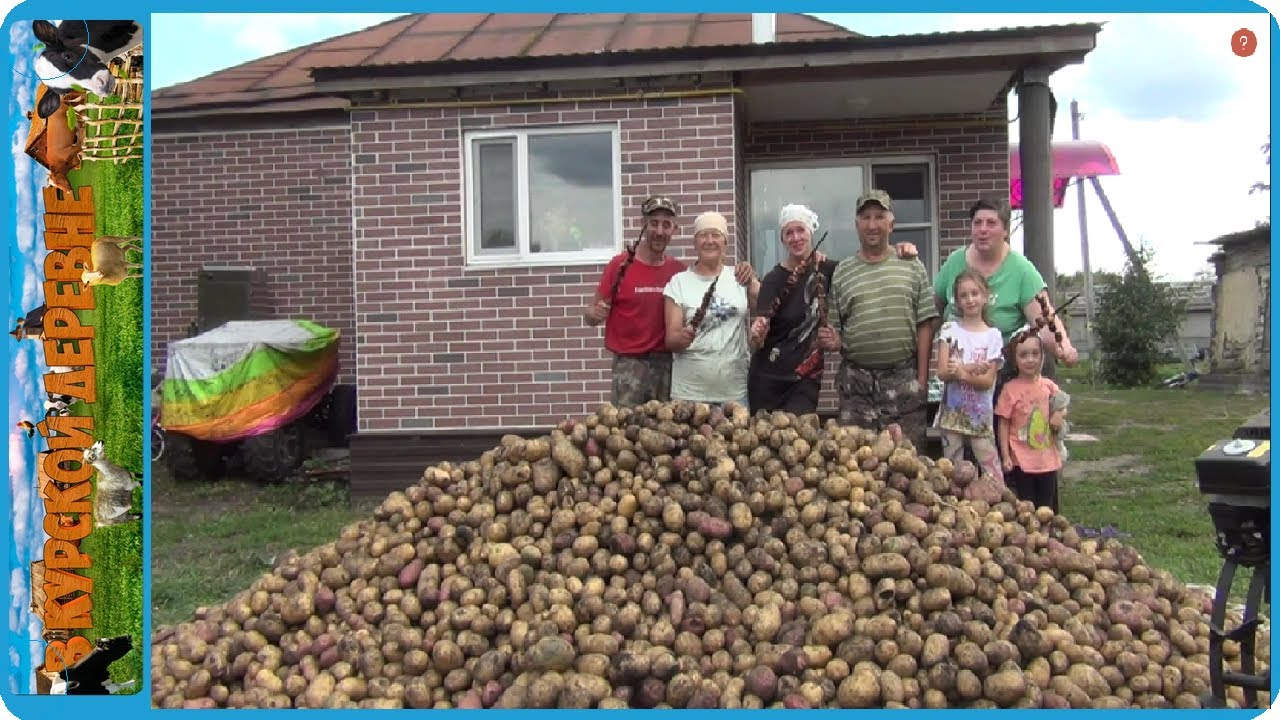 Собрали огромный урожай картошки всей семьёй