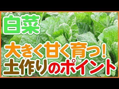 白菜栽培スタート！甘く大きく育てるスケジュール＆土作りのポイント！【農園ライフ】