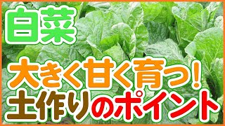 白菜栽培スタート！甘く大きく育てるスケジュール＆土作りのポイント！【農園ライフ】
