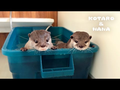 これがカワウソのリアルなお風呂ルーティン Otters’ PRODUCTIVE and AESTHETIC Bath Routine