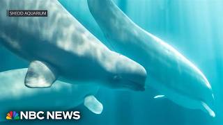 YouTube video thumbnail: Third Beluga Rescued From Canadian Marine Park Dies at Chicago Aquarium