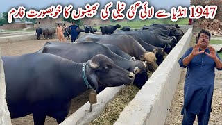 World Top Nili Buffalo Breeder Mian Rashid Bodla Buffalo Farm ll #bhains #buffalo #cow #farming 