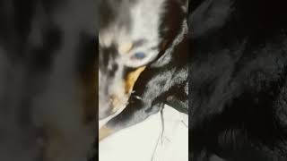 estou sendo atacada pelo rato preto / marrom