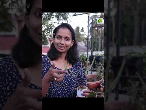 ലക്ഷ്മിയുടെ മട്ടുപ്പാവ് നിറയെ 'നോൺവെജ് ചെടികളാണ്' | #carnivorousplants #succlents #gardening