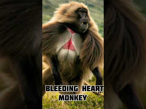शेर को भी हरा देने वाले बंदर ????।। Monkeys that defend lion।। #baboon #monkey #facts
