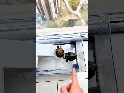 "Жаждущая рыбка и история новобрачных животных" 🐢💍🐟💧🦜🤣