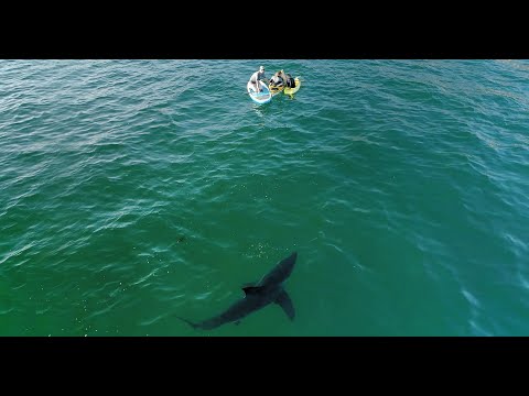 Great White Sneaks Up on Family: My Drone Alerts Them of the Shark