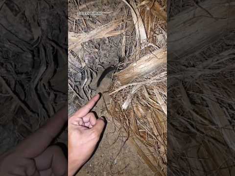 wow got a ferret #shortvideo #fypシ゚viral