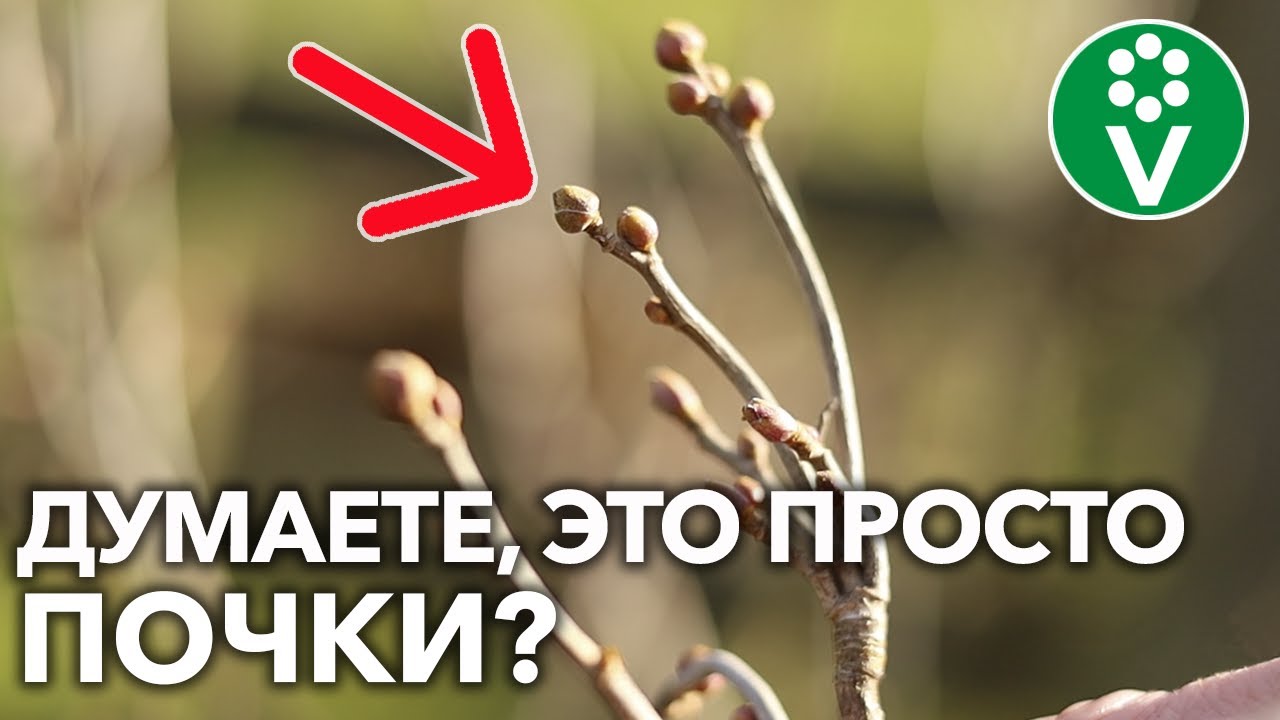 С почковым клещом на смородине вы справитесь благодаря этим советам!
