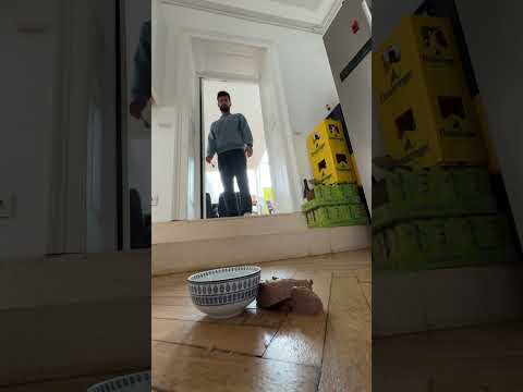 Die Katze bekommt Hundefutter 😂