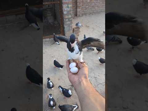 Batao Ya Kis Kabootar Ka Anday Hain Guess Kro ♥️ || #shorts #viral #pigeon