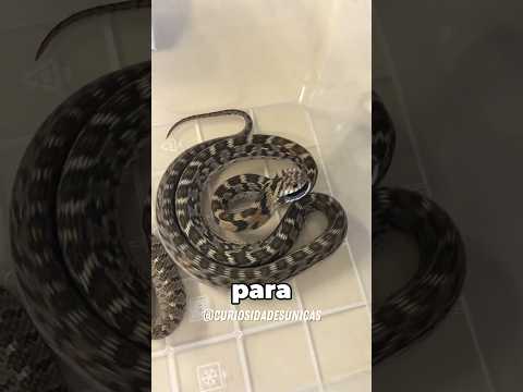 Uma cobra com a cauda em forma de aranha 😲 #curiosidades #fatoscuriosos #shorts