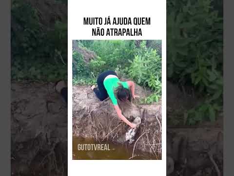 Bicho Preguiça perde a paciência