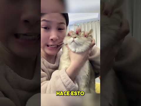 El Mejor Gato 🐱