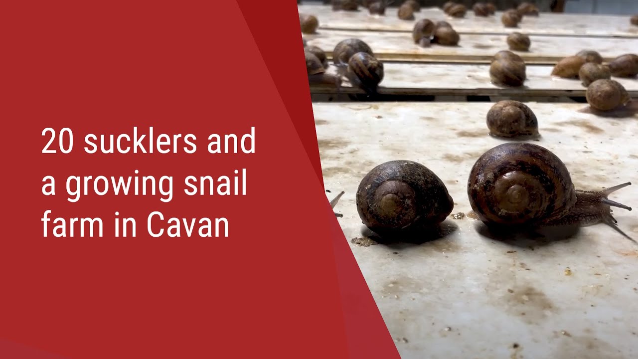 Beef Focus: 20 Sucklers and a Growing Snail Farm in Cavan
