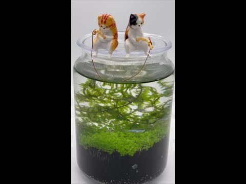 釣り猫 in ボトルアクアリウム