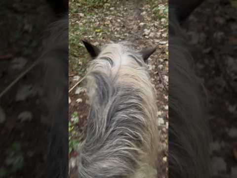 Lov himm #horse #equestrianjourney #equestrian #viral #pony #riding #shorts #love