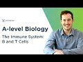 Immune System Concepts and Functions
