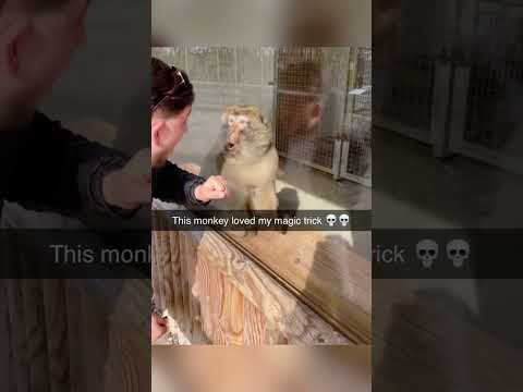 Monkey behaviors#funny #pets #funnypets #funnyanimals #monkey