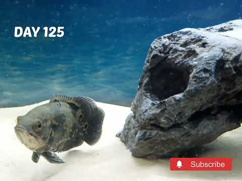 RARE WILD OSCAR CICHLID FISH_ GROWTH TIME LAPSE THANKS FOR WATCHING!!!

HIT THAT LIKE BUTTON, SUBSCRIBE AND SHARE YOUR COMMENTS!!

**HELP US GET TO 