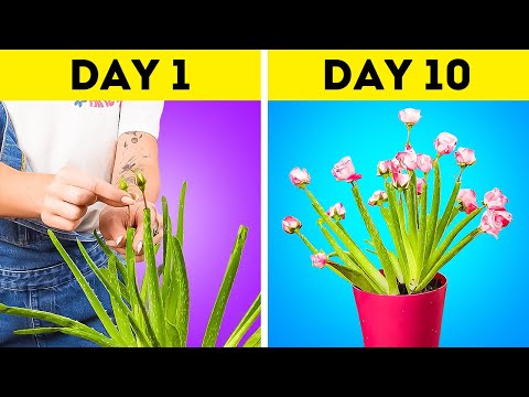 Creative Ways to Grow And Take Care Of Plants