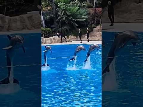 LORO PARQUE 2026 - COMPLETE ZOO GUIDE - TENERIFE - SPAIN