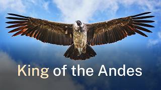 YouTube video thumbnail: Living in Harmony With the Giants of the sky