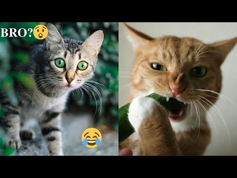 Funniest Cats - Best Of The 2021 Funny Animal Videos