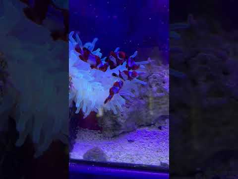 Lighting Maroon clowns hosting !! A harem of Lighting  Maroon clown fish sharing a bubble top anemone !!