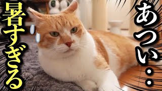 【夏バテ猫】大好きな散歩をまさかの拒否！