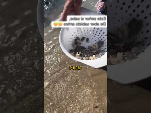 Pulgas assustadoras na praia - (yanetmargar via/tt)