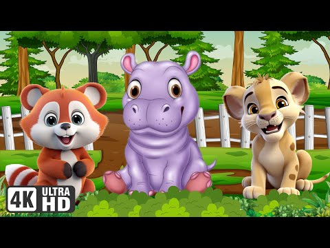 Animal Sounds Collection: Red Panda, Hippo, Lion, Tiger - Animal Sounds